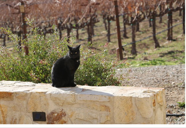 Guard Cat at Winery