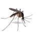 Mosquito image