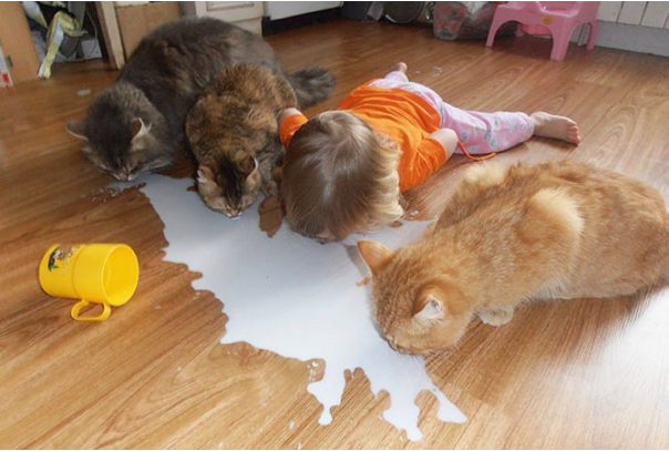 cats & kid spilled milk