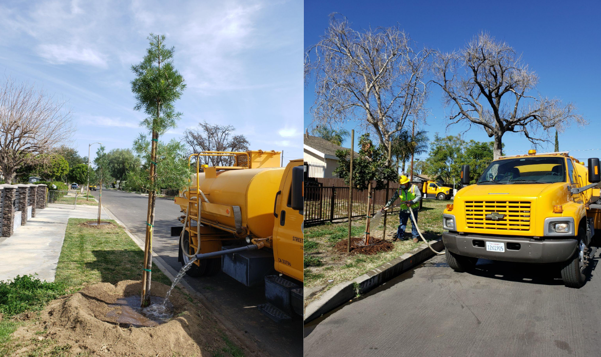 city watering new tree