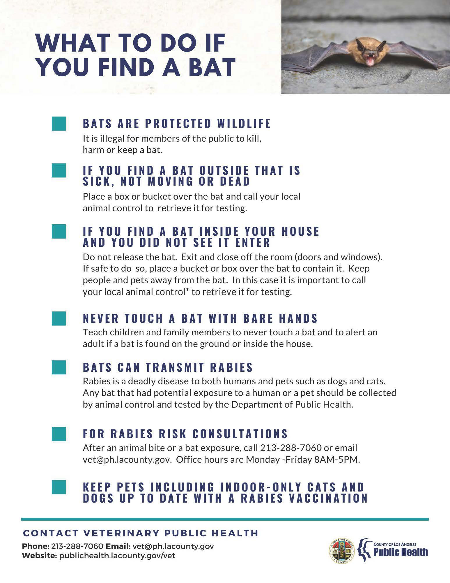 What to Do if You Find a Bat